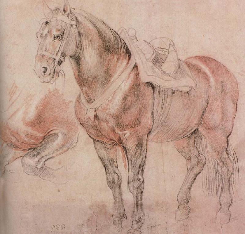 Peter Paul Rubens Horse